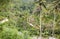 Valley view at Gunung Kawi, Bali showing rice paddy terraces and