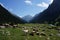 A valley view of sheep and mountains, Kyrgyzstan