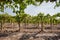 Valley with young green vine of wineyards. Colorful landscape, soil and vineyard rows under sun