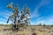 Valley Yucca Joshua Tree