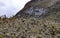 Valleys of frailejones in the paramo of highlands of Anzoategui B