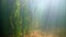 Vallisneria plants and algae grow in a shallow freshwater pond, sun rays play with waves in crystal clear fresh water