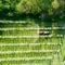 Valtellina IT Apple orchards