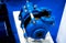 The valve with is presented in a section. Blue cast iron gate valve for industrial piping wedge with rubber wedge. Throttle with