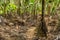 ValÃ©e de Mai tropical forest in the Seychelles