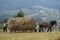 Vama, Romania, September 27th, 2019, Portraiture of man with carriage and horse carrying hay in Bucovina