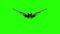 Vampire bat flying and attacking in a green screen. Halloween concept.