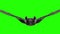 Vampire bat flying and attacking in a green screen. Halloween concept.