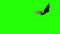 Vampire bat flying and attacking in a green screen. Halloween concept.