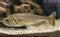 The Vampire Fish Hydrolicus armatus, One Of The Worldâ€™s Scariest Freshwater Predators