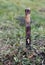 Vampire still life with wooden stake in the ground