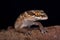 Van Son`s thick-toed gecko Pachydactylus vansoni