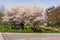 VANCOUVER, CANADA - APRIL 06, 2020: Cherry trees with fresh pink flowers in spring with Bell building in background