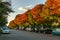 VANCOUVER, CANADA - OCTOBER 1, 2017: Euclid Avenue Coloured trees on an autumn day.