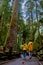 Vancouver Island, Canada, Cathedral Grove park Vancouver Island Canada forest with huge douglas trees and people in