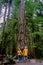 Vancouver Island, Canada, Cathedral Grove park Vancouver Island Canada forest with huge douglas trees and people in