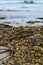 Vancouver island Environment -- Bull Kelp at Guise Bay