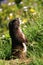 Vancouver Island Marmot