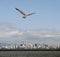 Vancouver panorama with English Bay and seagull