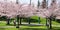 Vancouver residents and tourists take a picture and enjoy Japanese cherry trees blossom in famous Stanley Park in Vancouver, BC, C