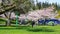 Vancouver residents and tourists take a picture and enjoy Japanese cherry trees blossom in famous Stanley Park in Vancouver, BC, C