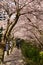 Vancouver Spring Cherry Blossoms.Canada