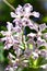 Vanda Burgeffii`s graceful flowers in the garden