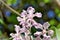 Vanda Burgefii`s beautiful flowers in the garden