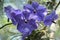 Vanda Coerulea Griff Lindl Blue Orchid or Vanda Coerulescens Griff Periwinkle Pinwheel Orchidaceae