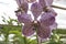 Vanda Deep Purple Spot Orchid