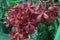 Vanda flower plant on farm