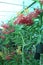 Vanda flower plant on farm