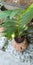 Vanda luzonica Plant, close-up