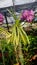 Vanda Orchid with beautful root in the garden