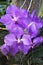 Vanda Orchid Vanda coesrulea