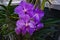 Vanda Orchid Vanda coesrulea