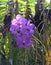 Vanda purple orchid with a spotted pattern