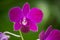 Vanda sanderiana that is the Queen of Philippine flowers