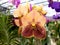 Vanda sanderiana or Waling-waling orchid