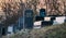 Vandalised graves in Jewish cemetery in Quatzenheim