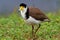 Vanellus miles - Masked Lapwing, wader from Australia