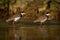 Vanellus miles - Masked Lapwing, wader from Australia and New Zealand. Shore bird with yellow beak, brown back and wings and red