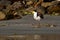 Vanellus miles - Masked Lapwing, wader from Australia and New Zealand. Shore bird with yellow beak, brown back and wings and red