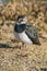 Vanellus vanellus - lapwing