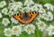 Vanessa atalanta Admiral butterly sitting on flower blossom