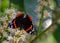 Vanessa Atalanta Butterfly The atalanta, also known as the Volcano, is a lepidoptera belonging to the Ninfalid family, widespread