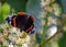 Vanessa Atalanta Butterfly The atalanta, also known as the Volcano, is a lepidoptera belonging to the Ninfalid family, widespread