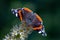 Vanessa Atalanta Butterfly The atalanta, also known as the Volcano, is a lepidoptera belonging to the Ninfalid family, widespread