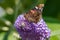 Vanessa atalanta with curled tongue on a butterfly-bush flower