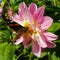 Vanessa Atalanta drinking nectar from Rosy Lily